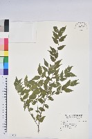 登錄號:S179882藏品圖，第1張