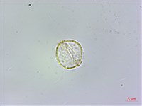 冷清草藏品圖，第2張