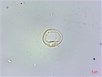 冷清草藏品圖，第3張