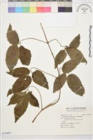 銹毛鐵線蓮藏品圖，第1張