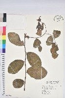 土密樹藏品圖，第1張