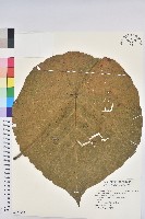 血桐藏品圖，第1張