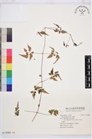 串鼻龍藏品圖，第1張