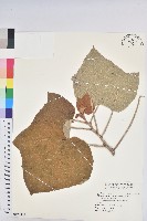 野桐藏品圖，第1張