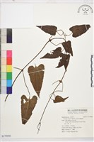 田代氏鐵線蓮藏品圖，第1張