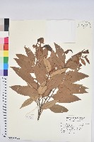 臺灣苦櫧藏品圖，第2張