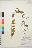 小勾兒茶藏品圖，第1張