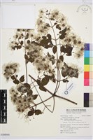 小蓑衣藤藏品圖，第1張