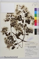 登錄號:S180044藏品圖，第2張