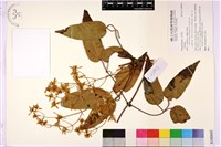 登錄號:S180045藏品圖，第1張