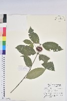 登錄號:S180059藏品圖，第1張