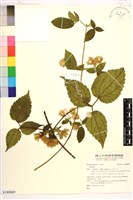 登錄號:S180069藏品圖，第1張