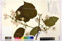 登錄號:S180080藏品圖，第1張