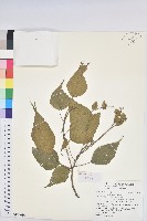 山麻桿藏品圖，第1張