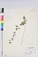 登錄號:S180107藏品圖，第1張