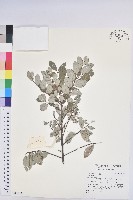 登錄號:S180108藏品圖，第1張