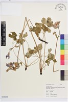 普通耬斗藏品圖，第1張