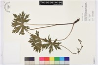 登錄號:S180211藏品圖，第1張