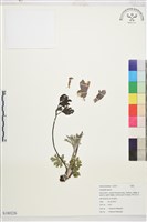 登錄號:S180226藏品圖，第1張