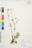 登錄號:S180231藏品圖，第1張