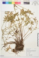 登錄號:S180243藏品圖，第1張