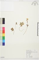 登錄號:S180260藏品圖，第1張