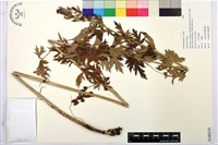 登錄號:S180276藏品圖，第1張