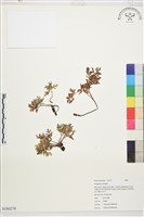 登錄號:S180278藏品圖，第1張