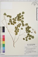 登錄號:S180324藏品圖，第1張