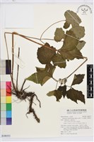 小白頭翁、野棉花藏品圖，第1張