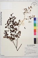 登錄號:S180361藏品圖，第1張