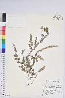 登錄號:S180423藏品圖，第1張