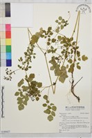 登錄號:S180427藏品圖，第1張