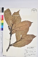 登錄號:S180463藏品圖，第1張