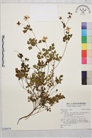 登錄號:S180478藏品圖，第1張