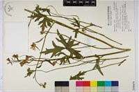 登錄號:S180479藏品圖，第1張