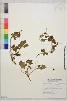 鹿場毛茛藏品圖，第1張