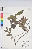 刺杜密藏品圖，第1張