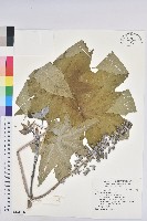 蓖麻藏品圖，第1張