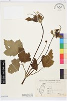 小白頭翁、野棉花藏品圖，第1張