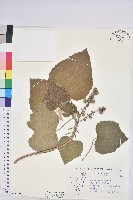 蟲屎藏品圖，第1張