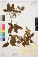 登錄號:S181726藏品圖，第1張