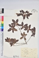 登錄號:S181777藏品圖，第1張