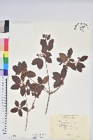 登錄號:S181778藏品圖，第1張