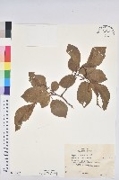 白木烏臼藏品圖，第1張