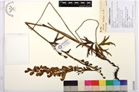 登錄號:S181924藏品圖，第1張