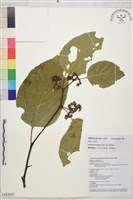 拐棗、枳椇藏品圖，第1張