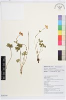 福貢銀蓮花藏品圖，第1張