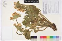 密毛銀蓮花藏品圖，第1張