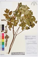 長苞升麻藏品圖，第1張